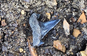 В Крыму нашли зубы древних акул возрастом около...