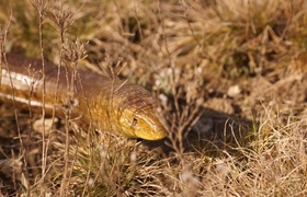 В Крыму зафиксировали раннее пробуждение желтоп...