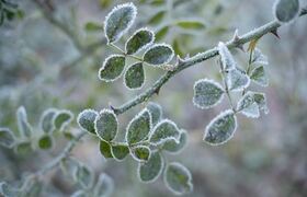 В Крыму предупредили о риске апрельских заморозков