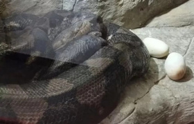 В крокодиляриуме Ялты питон впервые стала мамой