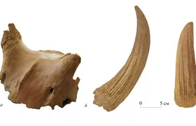 В Крыму обнаружили кости ранее неизвестного под...