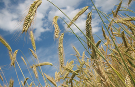 Аграриям Крыма грозят потери урожая из-за вспыш...