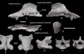 Древнейшая ящерица Европы найдена в Крыму
