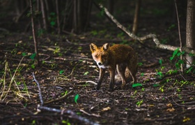 В курортных городах Крыма фиксируют случаи беше...